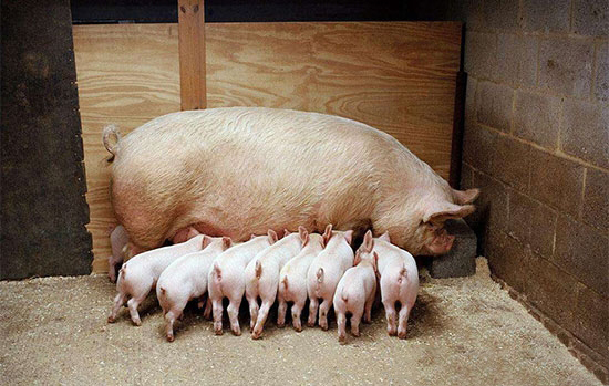 調教豬群定點吃喝拉撒，做好這三點就夠了！