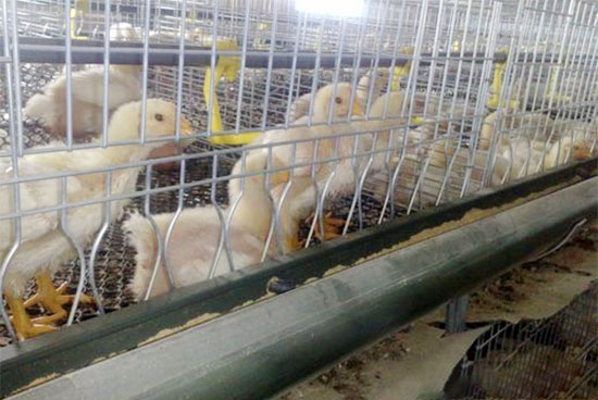 籠養白羽肉雞育雛期飼養