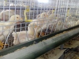 籠養白羽肉雞育雛期飼養