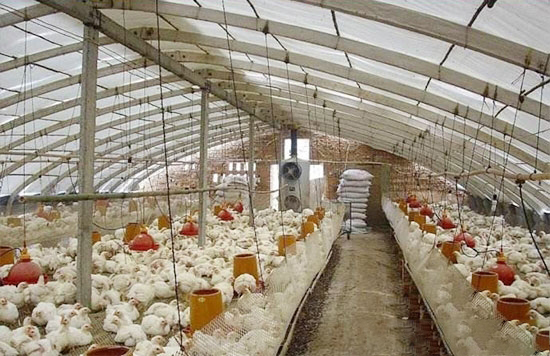 大棚肉雞養殖注意事項