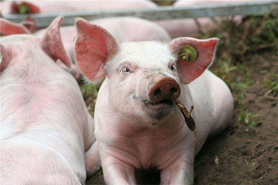 養豬技術分享:冬季養豬有“三怕”
