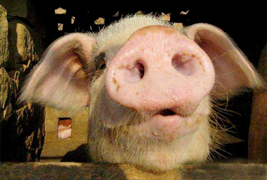 給養豬新手的八點建議