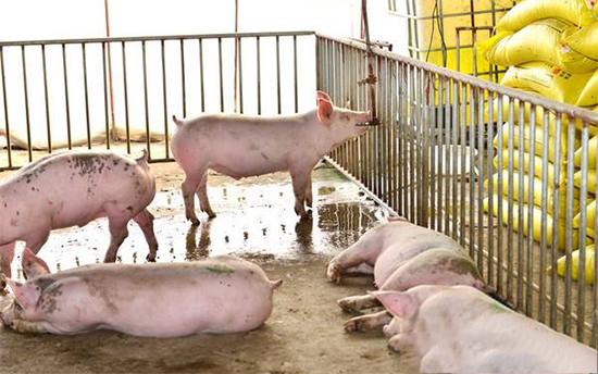 冬季養豬怎樣防止豬尿窩