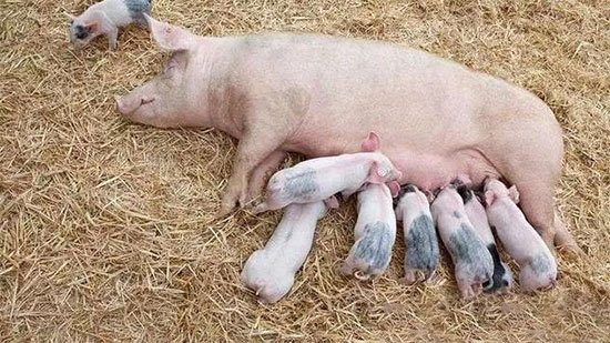 母豬難産後的助産措施