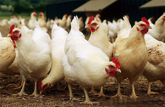 每個月養雞工作重點不一樣