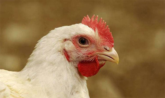 肉雞養殖巧用砂礫