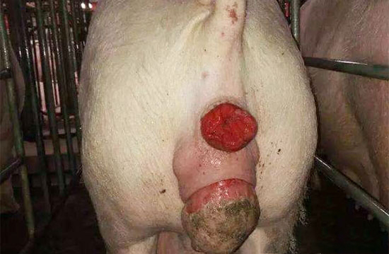 母豬陰道脫出防治措施