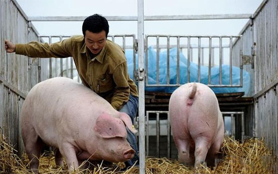 重磅！農業農村部生豬及生豬産品調運最新規定