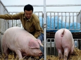 重磅！農業農村部生豬及生豬産品調運最新規定