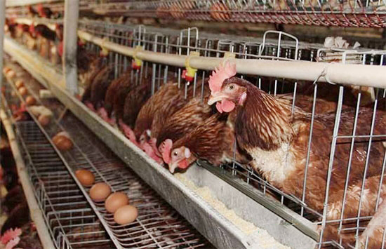 蛋雞養殖飼料不容忽視