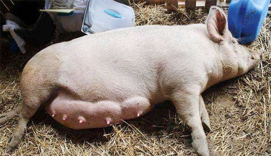 母豬乳房炎的診斷及防治