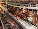蛋雞養殖飼料不容忽視